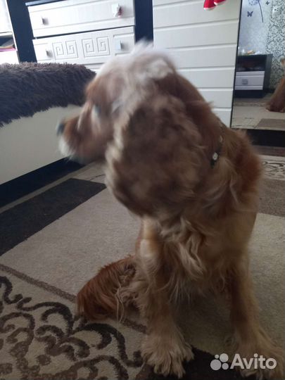 Кокер спаниель,собачки в добрые руки