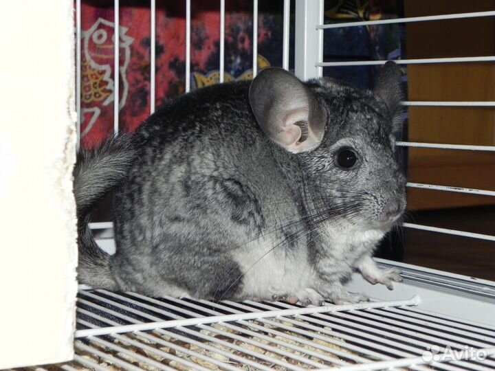 Передержка животных в домашних условиях