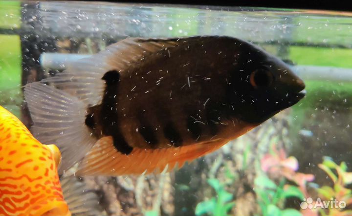 Северум Красноплечий