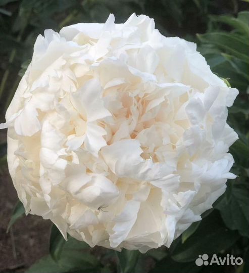 Пион Братец Чат саженцы (О. К. С и З. К. С)