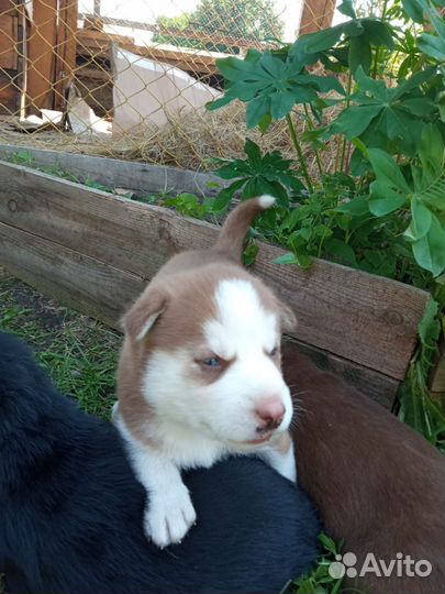 Щенки от хаски