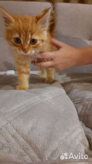 Кошки в добрые руки бесплатно