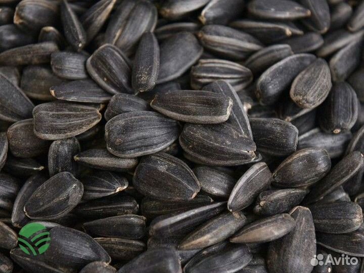 Семена подсолнечника и кукурузы