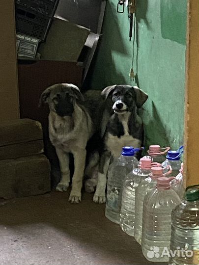 Щенки 3 месяца