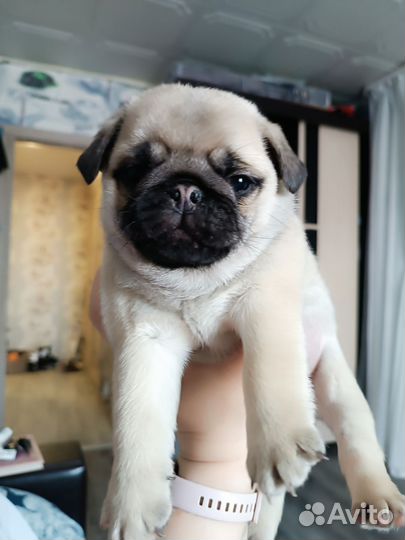 Щенки мопса мальчики и девочка