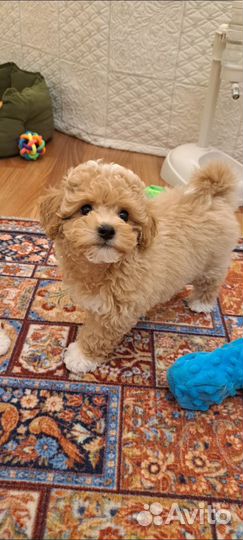 Мальтипу ф1