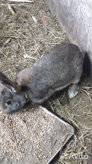 Кролики мясных пород