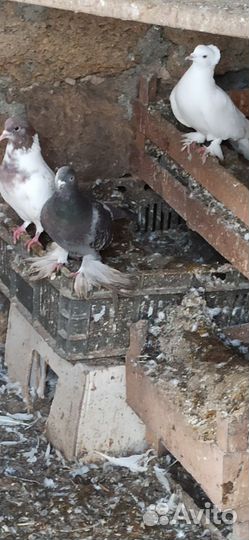Голуби бесплатно