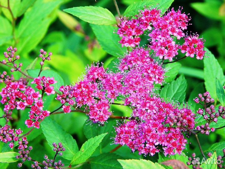 Сирень, спирея, гортензия, форзиция и др. саженцы