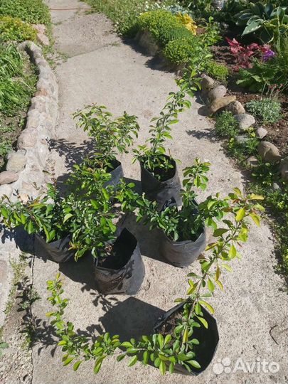 Айва японская