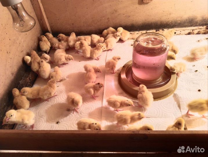 Перепела суточные