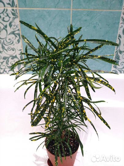 Кротоны Серьги,Пиктум Спот, Батик,Твист,Банан