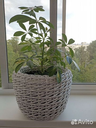 Кашпо из ротанга. Уличное кашпо