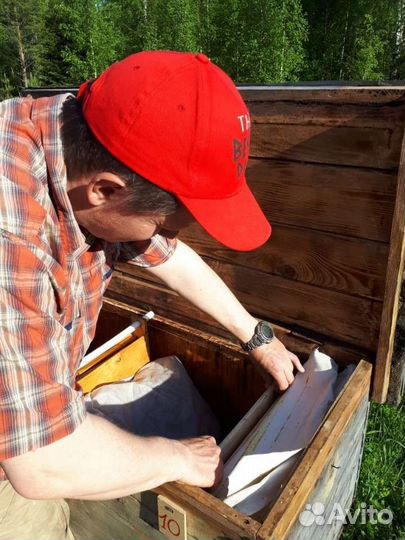 Пчелы и улья