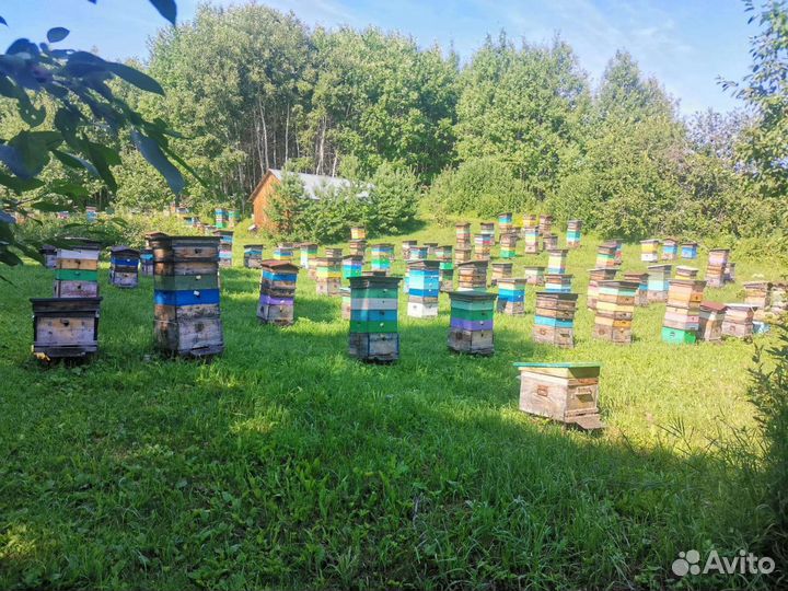 Продам Мёд(качка август)