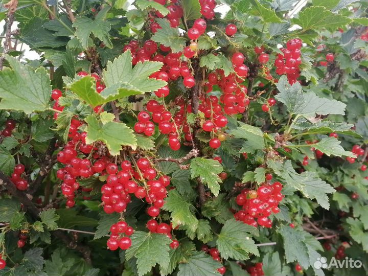 Смородина черная, красная