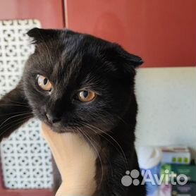 Британская вислоухая кошка черная - 76 фото