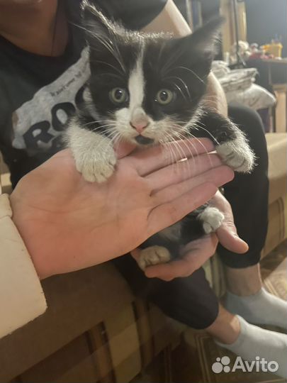 Отдам бесплатно