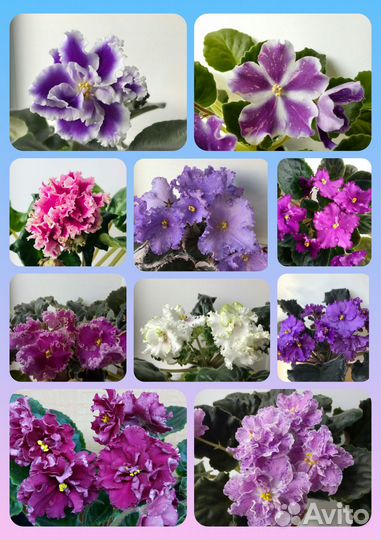 Продам детки фиалок