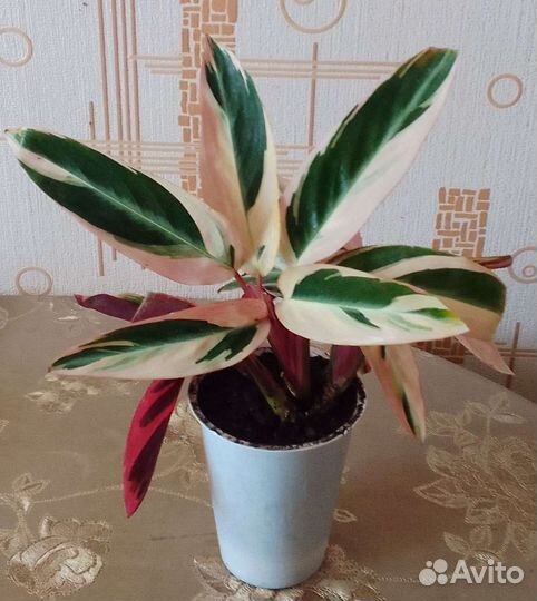 Хамедорея, рео, крассула (толстянка), строманта