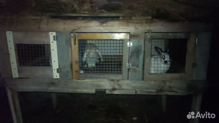 Клетка с кроликами