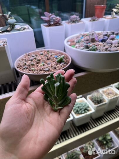 Крассулы вариегатные, разные