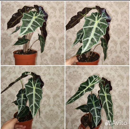 Алоказия в ассортименте