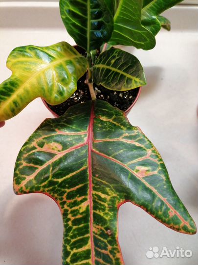 Кодиеум Кротон Экселент