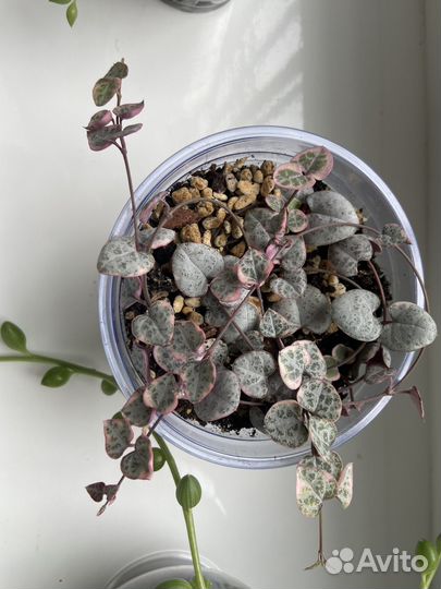 Церопегия вуда вар