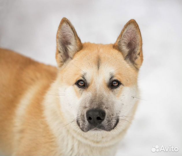 Собака Грей