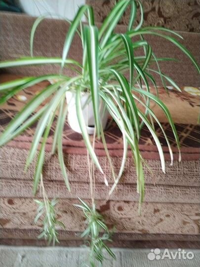 Хлорофитум