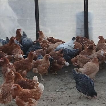 Курочки молодки несушки