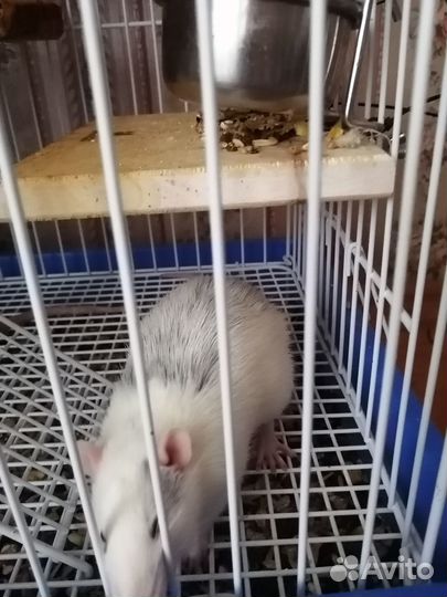 Крысы + переноска (клетка отдельно)