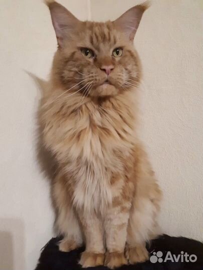 Жду кошечку