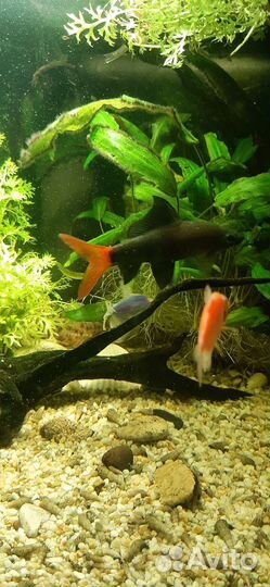 Аквариум с рыбками