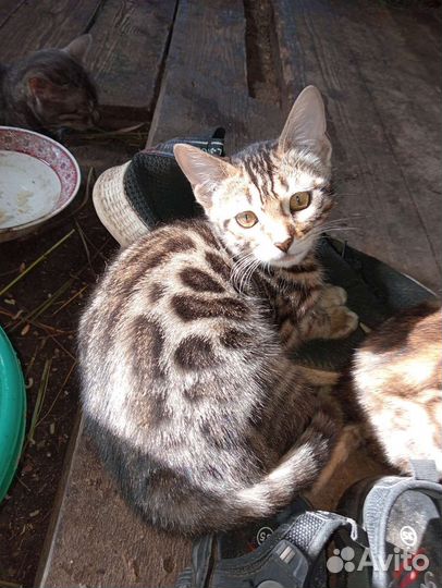 Бенгальские котята