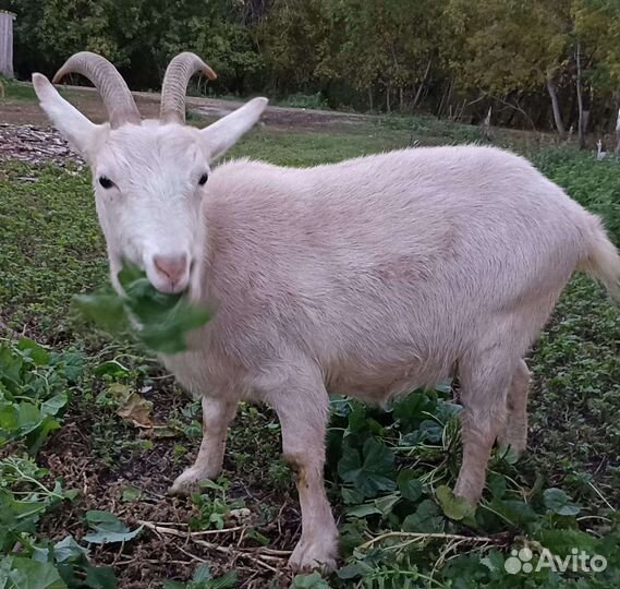 Чешские козы