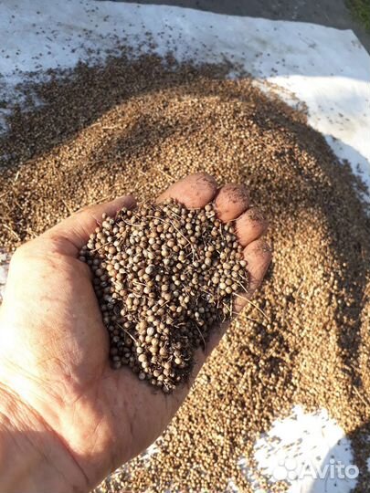 Семена кориандра (кинза)