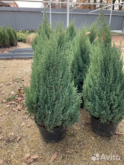 Можжевельник Стрикта
