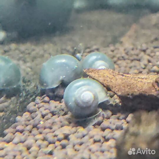 Ампулярии Голубые Розовые Черные Черничные Рыжие