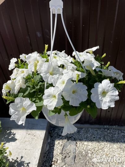 Петунии ампельные