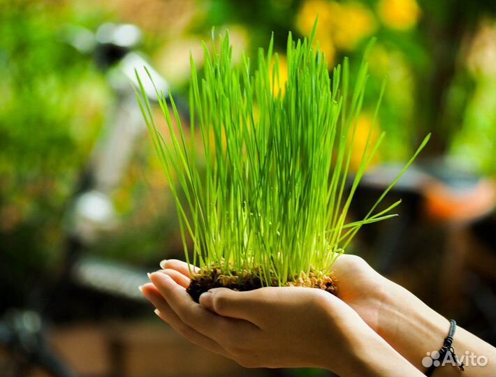 Витграсс, сок ростков пшеницы