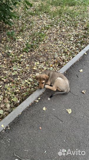 Щенки в добрые руки