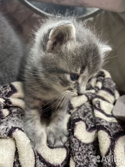 Котята метисы