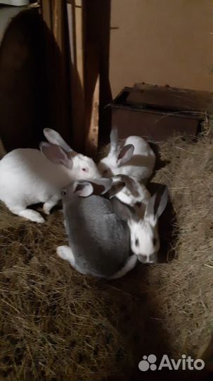 Кролики великаны