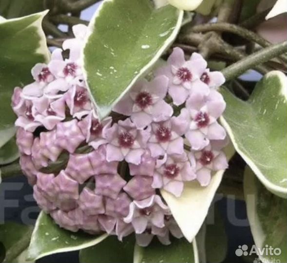 Кримсон квин хойя