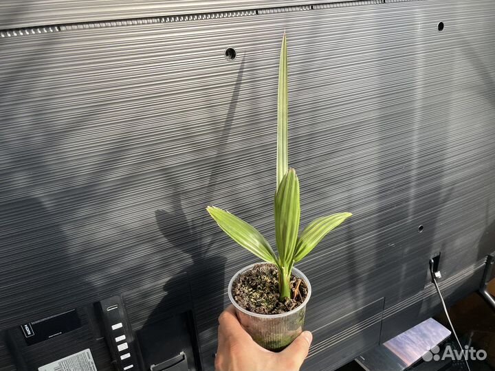 Пальмы финиковые