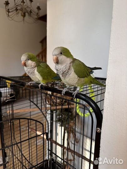 Попугай калита,монах,квакер