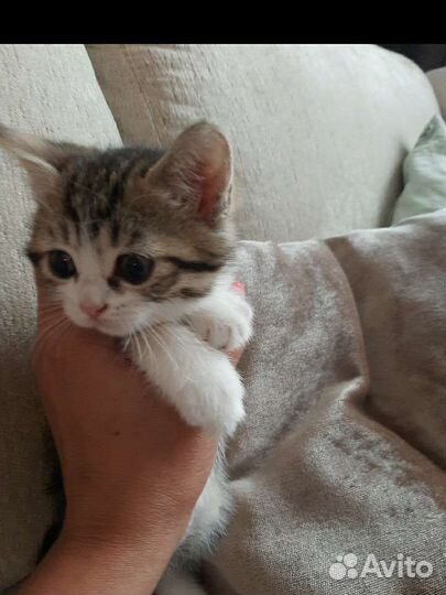 Кошка в дар