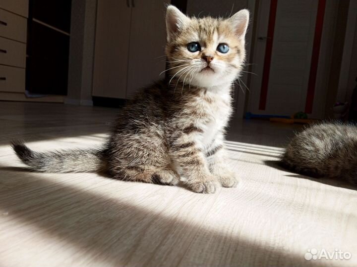 Британские котята